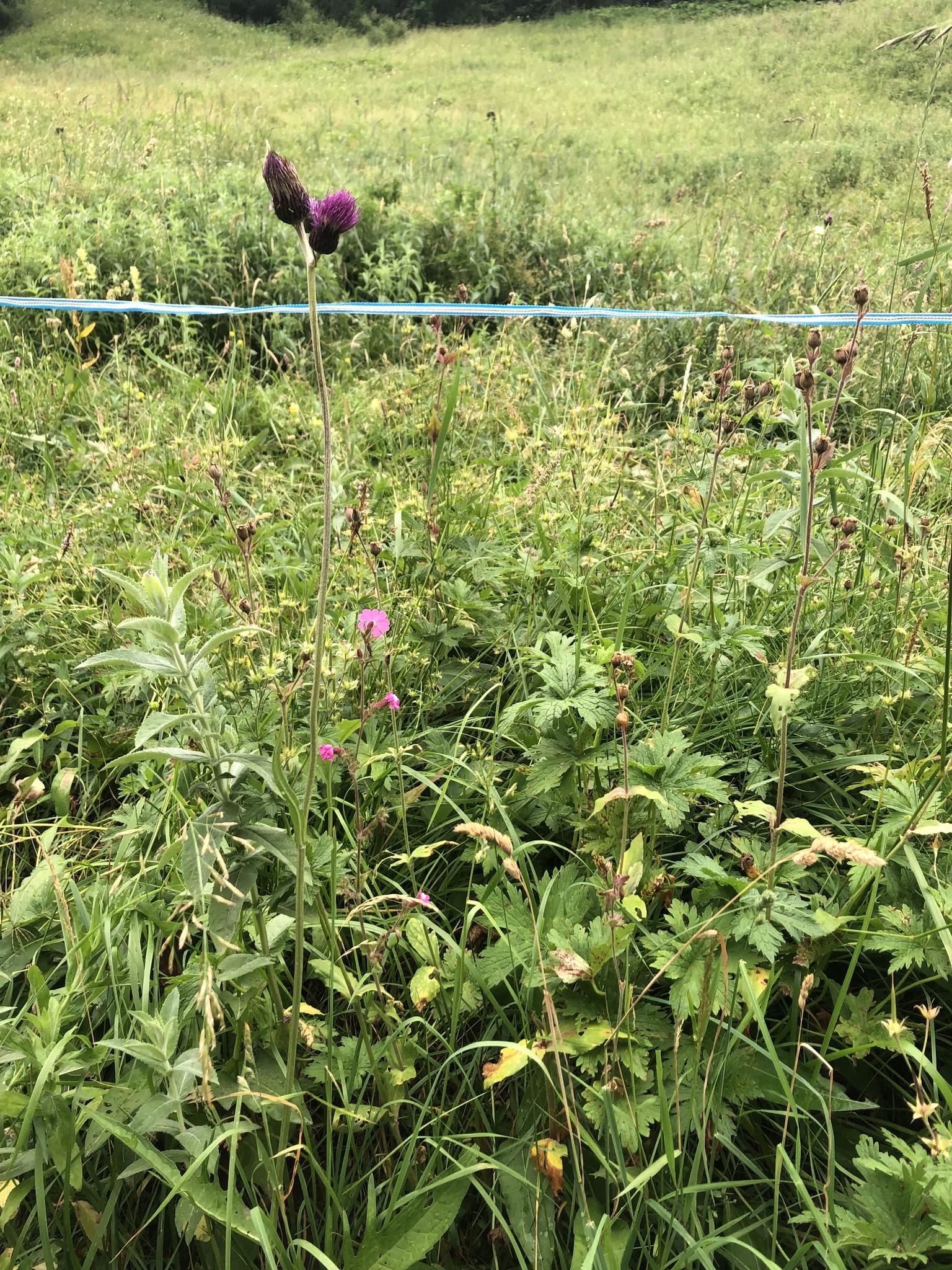 Foto van Oeverdistel