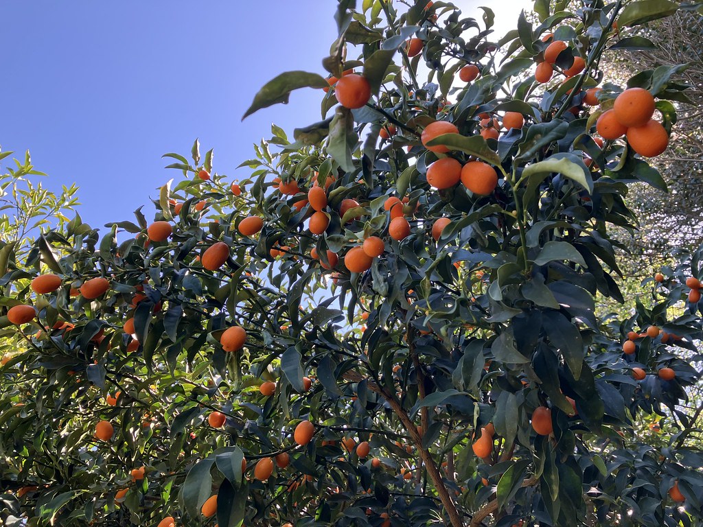 Foto van Japanse kumquat