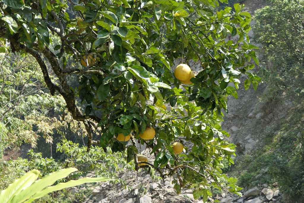 Foto van Pompelmoes