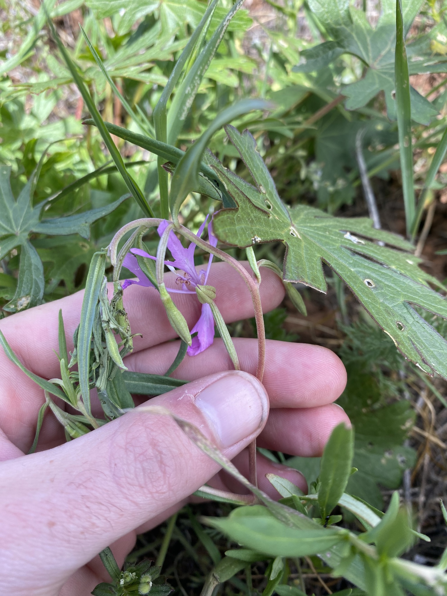 Foto van Schone clarkia