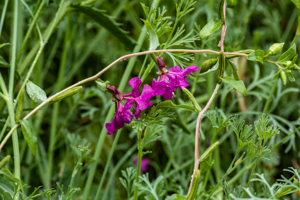 Foto van Sierlijke clarkia
