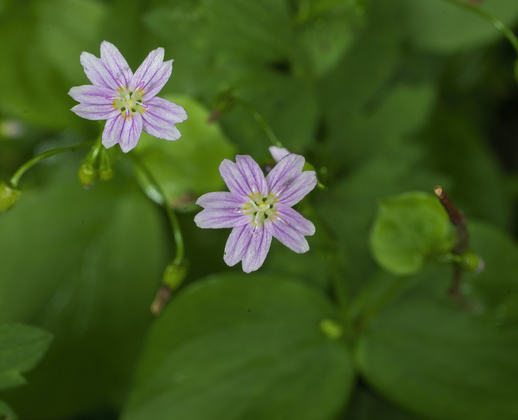 Foto van Roze winterpostelein
