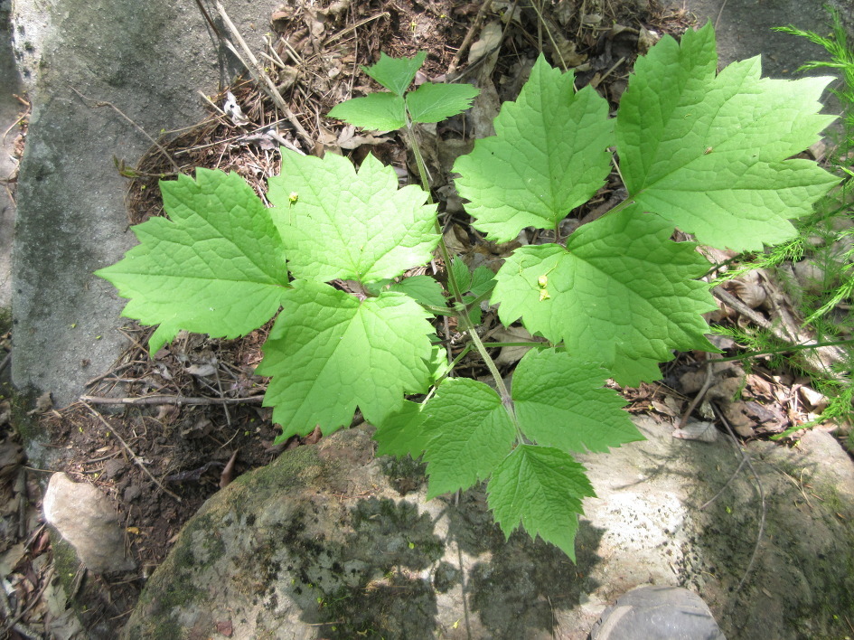 Foto van Struikclematis