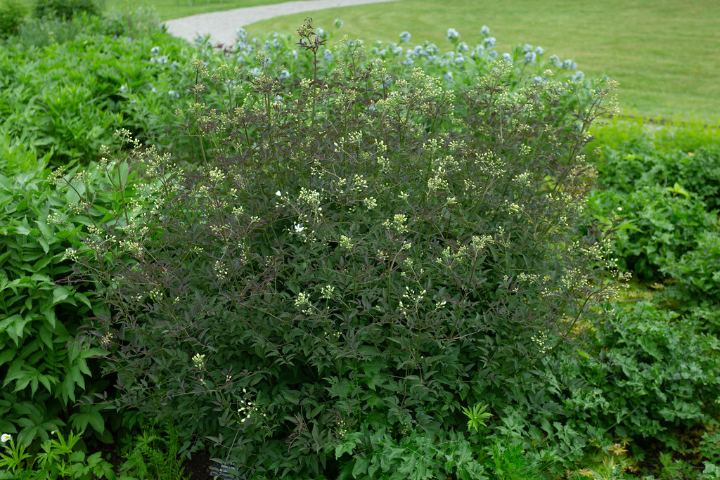 Foto van Stijve clematis
