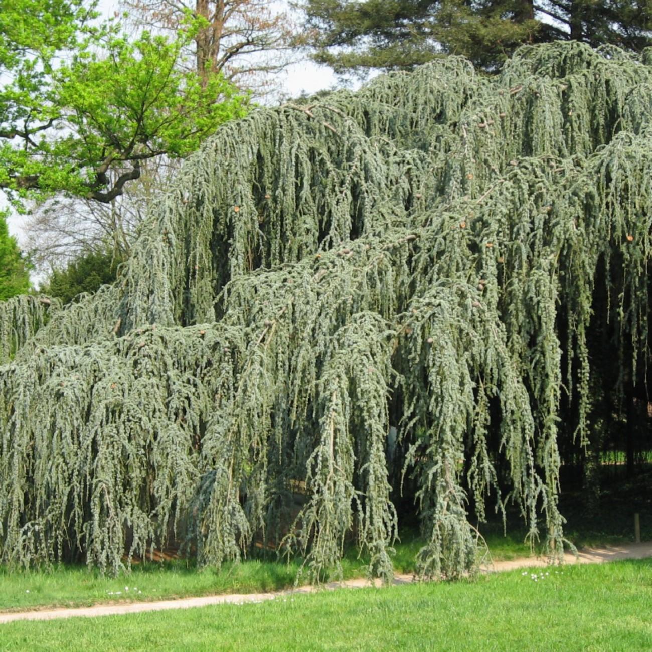 Foto van Weeping Cedar of Lebanon ‘Pendula’