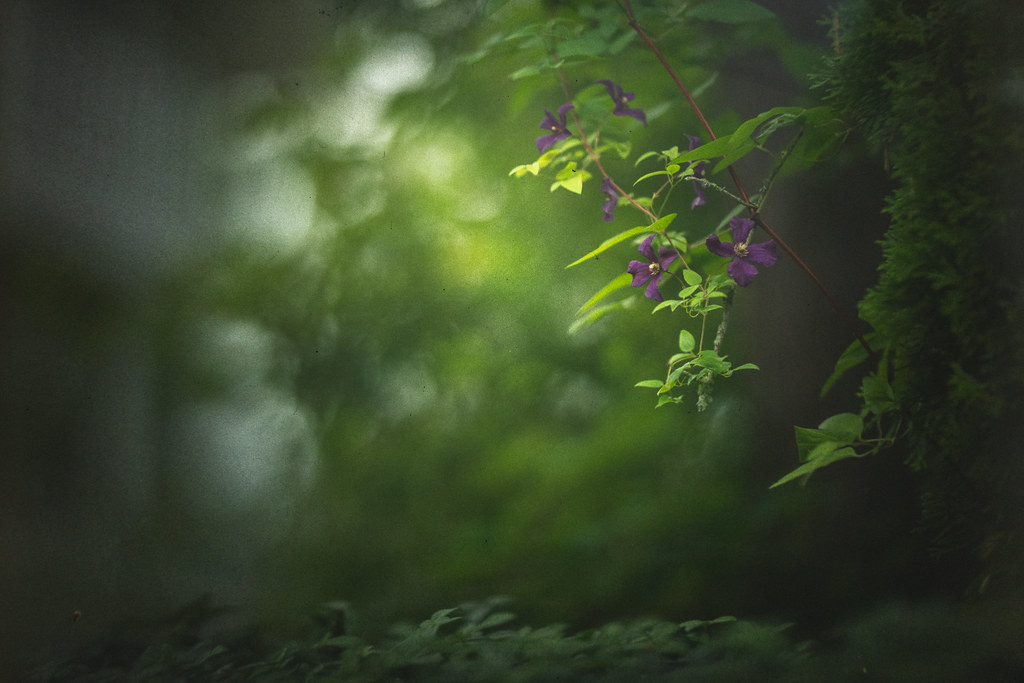 Foto van Italiaanse clematis
