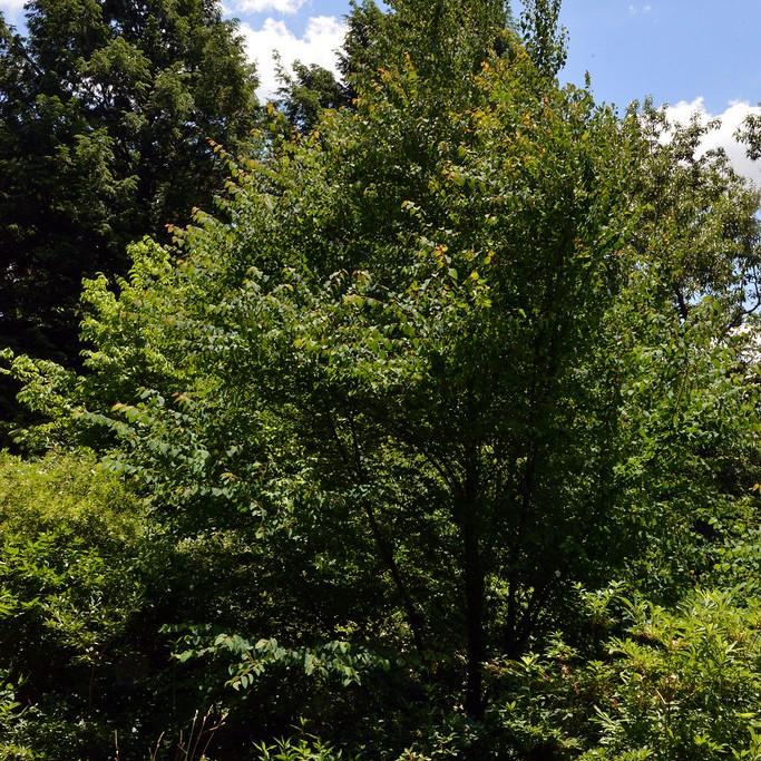 Foto van Katsuraboom