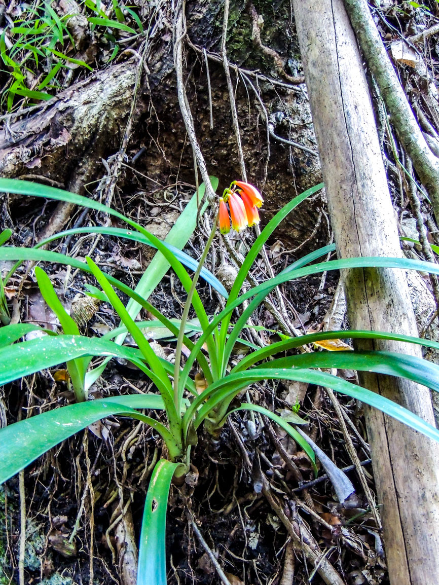 Foto van Moerasclivia