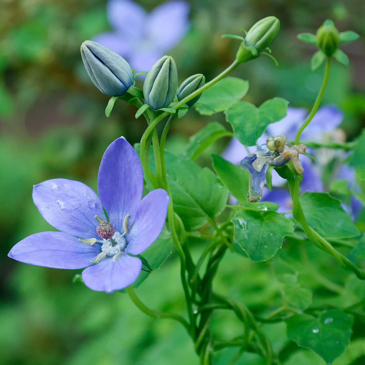 Foto van Blauw klimmend-klokje