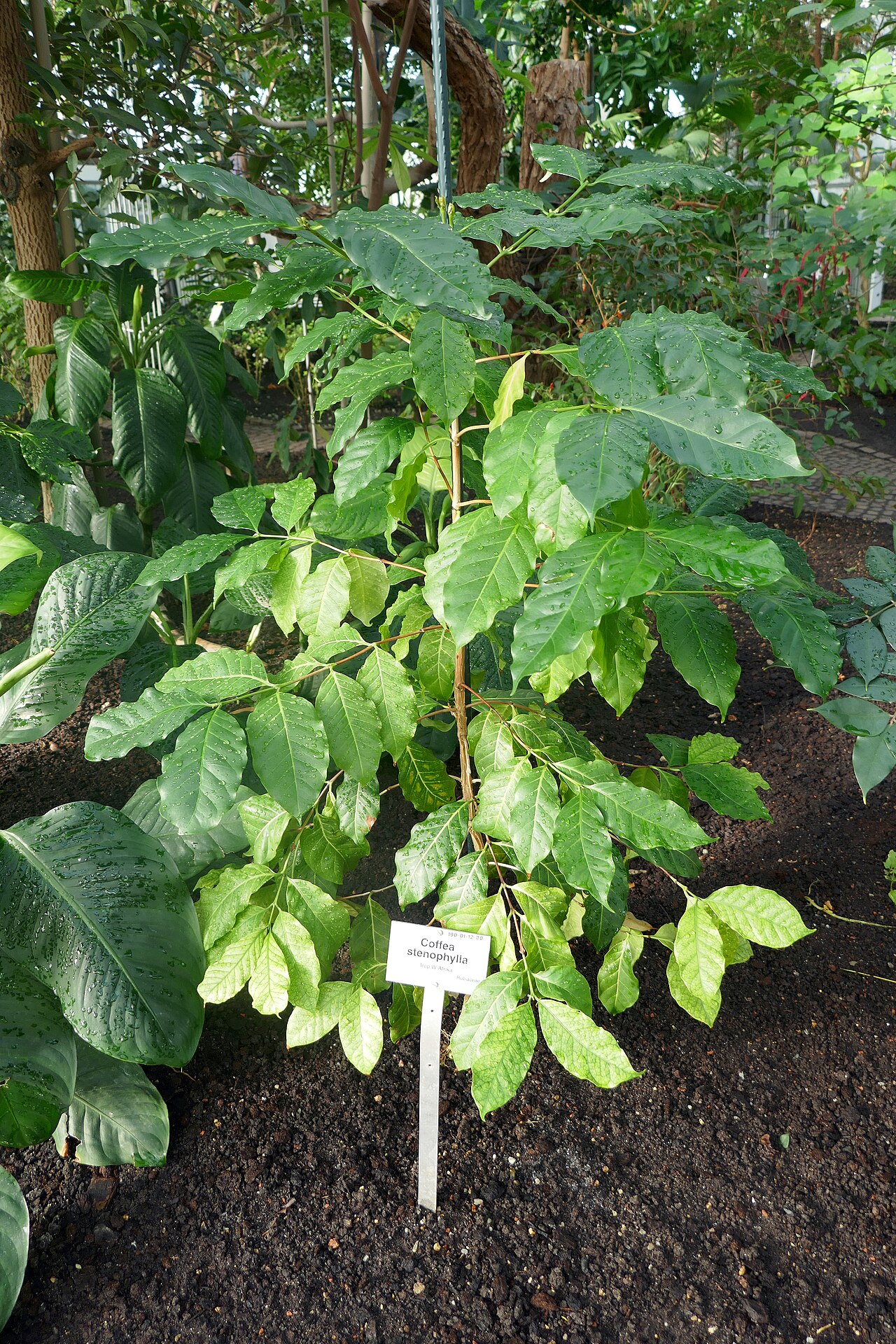 Foto van Stenophylla-koffie