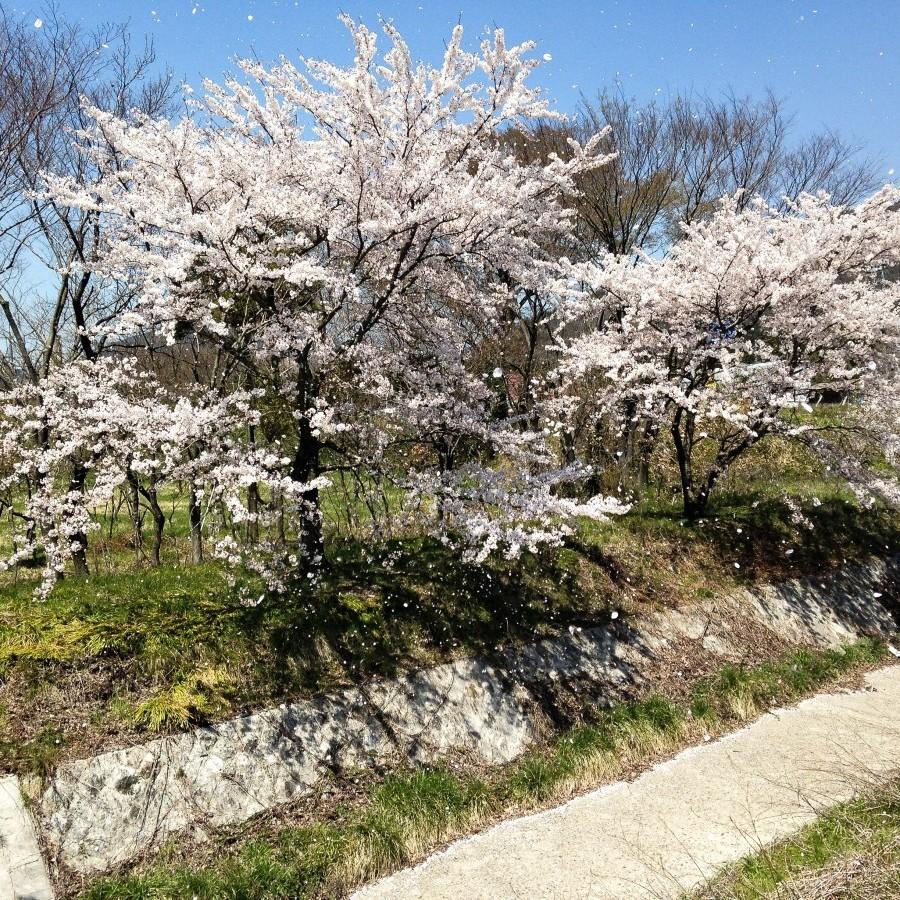 Foto van Eastern Redbud ‘Alba’