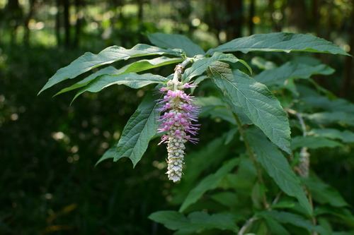 Foto van Huilende buddleja