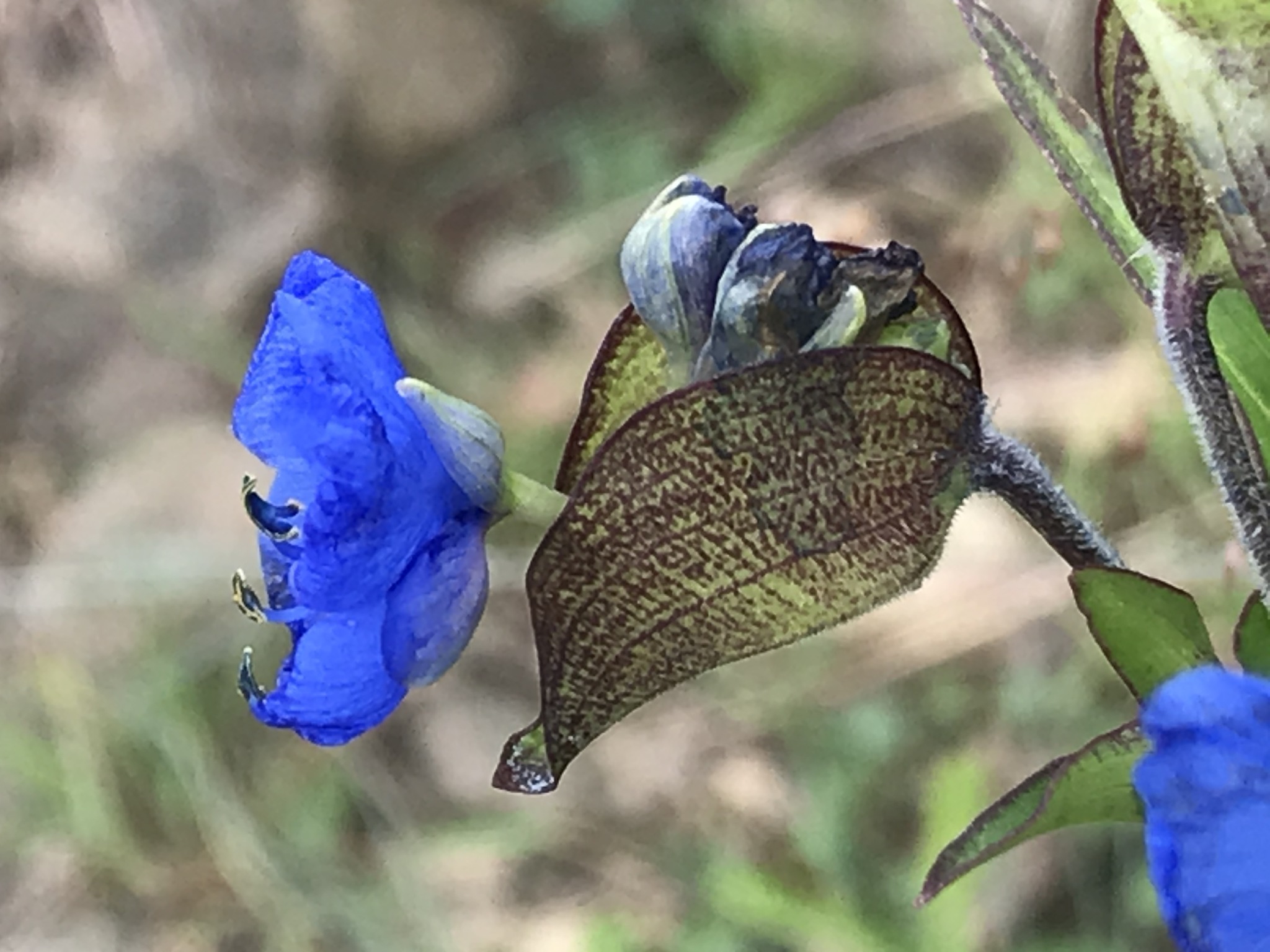 Foto van Hemelsblauwe commelina