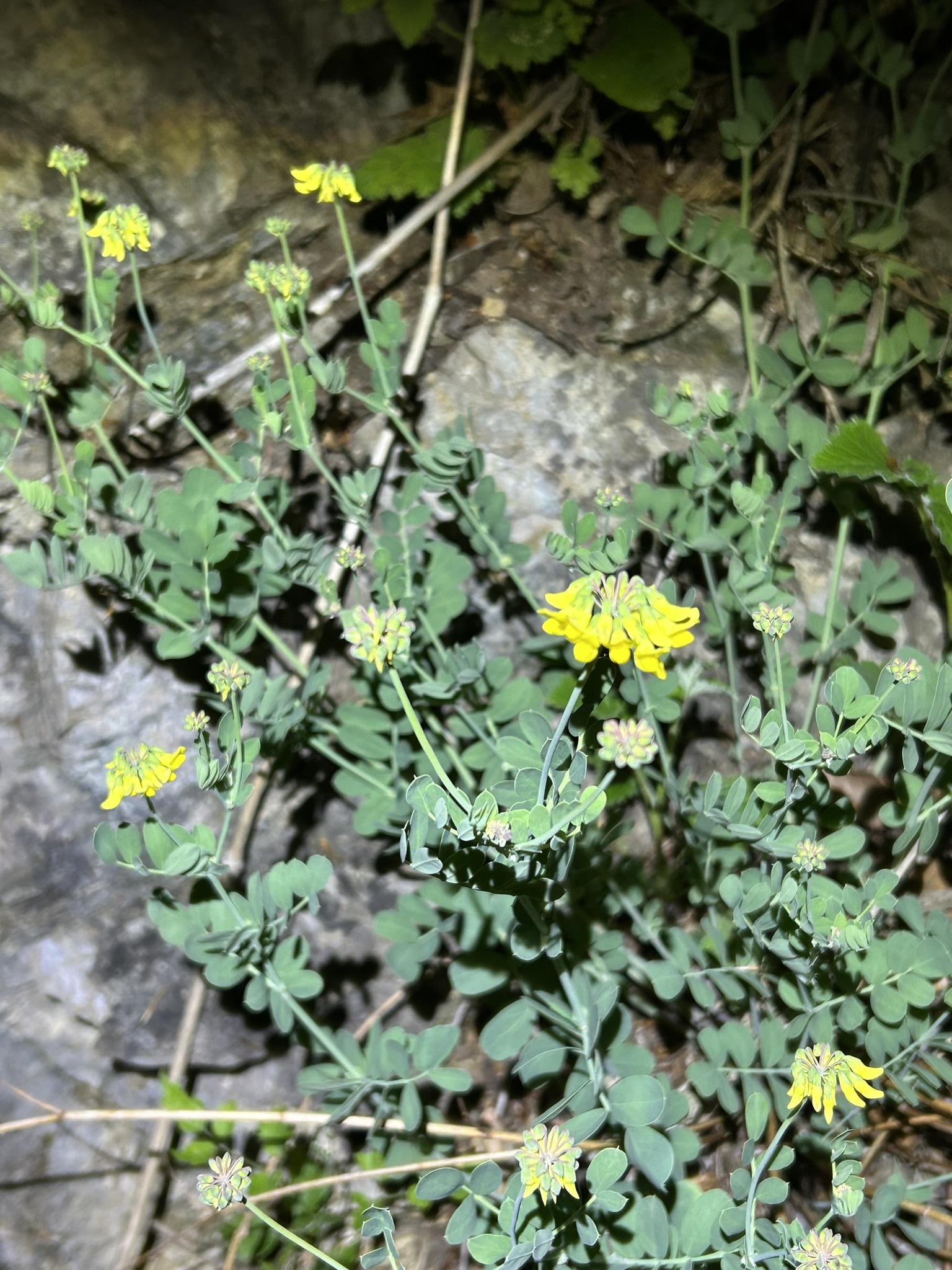 Foto van Bergkroonkruid