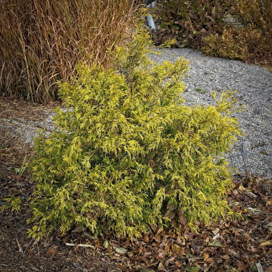 Foto van Japanse cipres ‘Filifera’