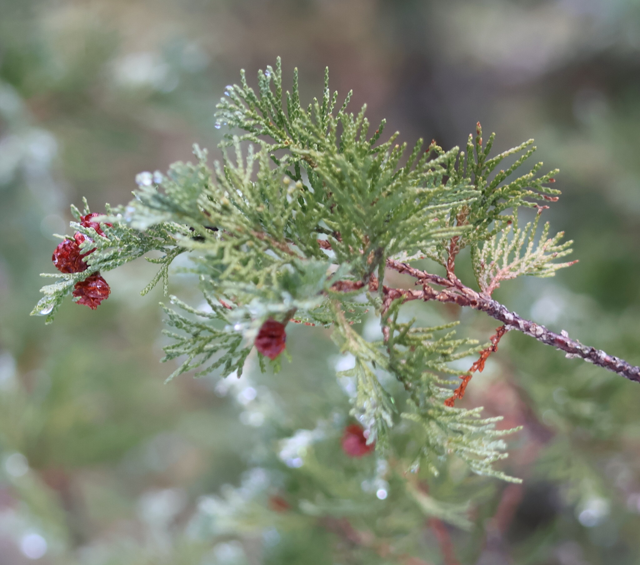 Foto van Schijncypres ‘Red Star’