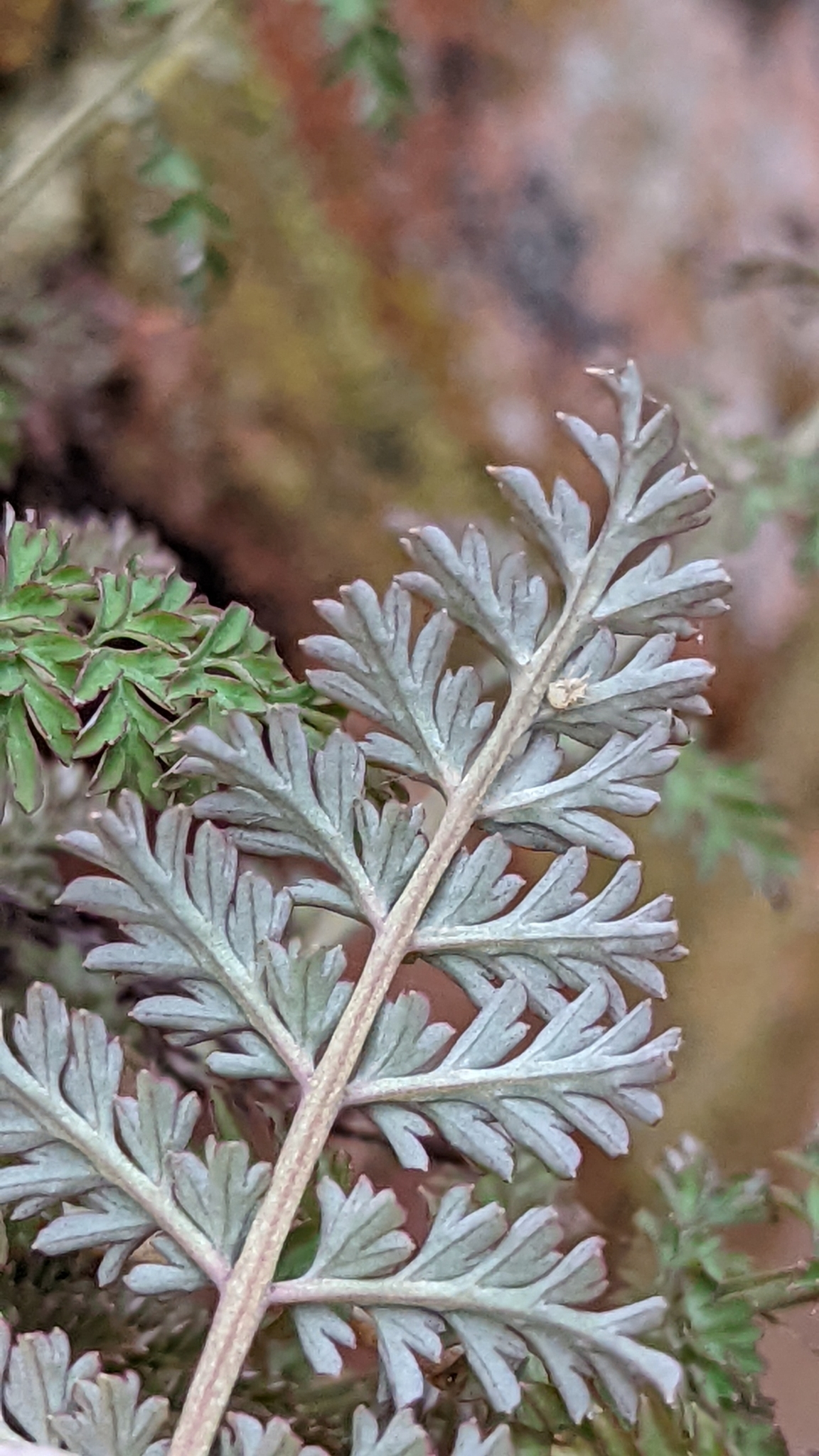 Foto van Varenhelmbloem