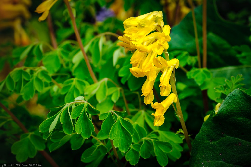 Foto van Gele helmbloem