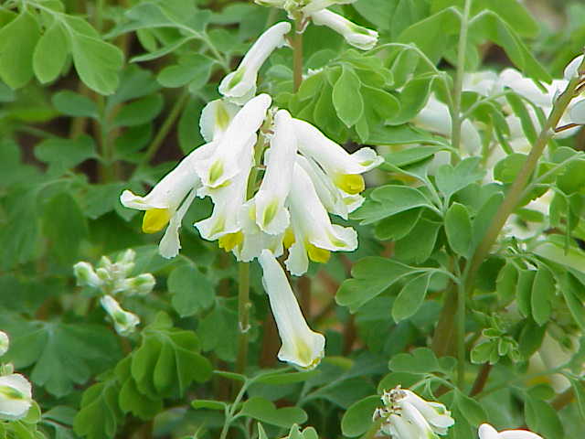 Foto van Geelwitte helmbloem