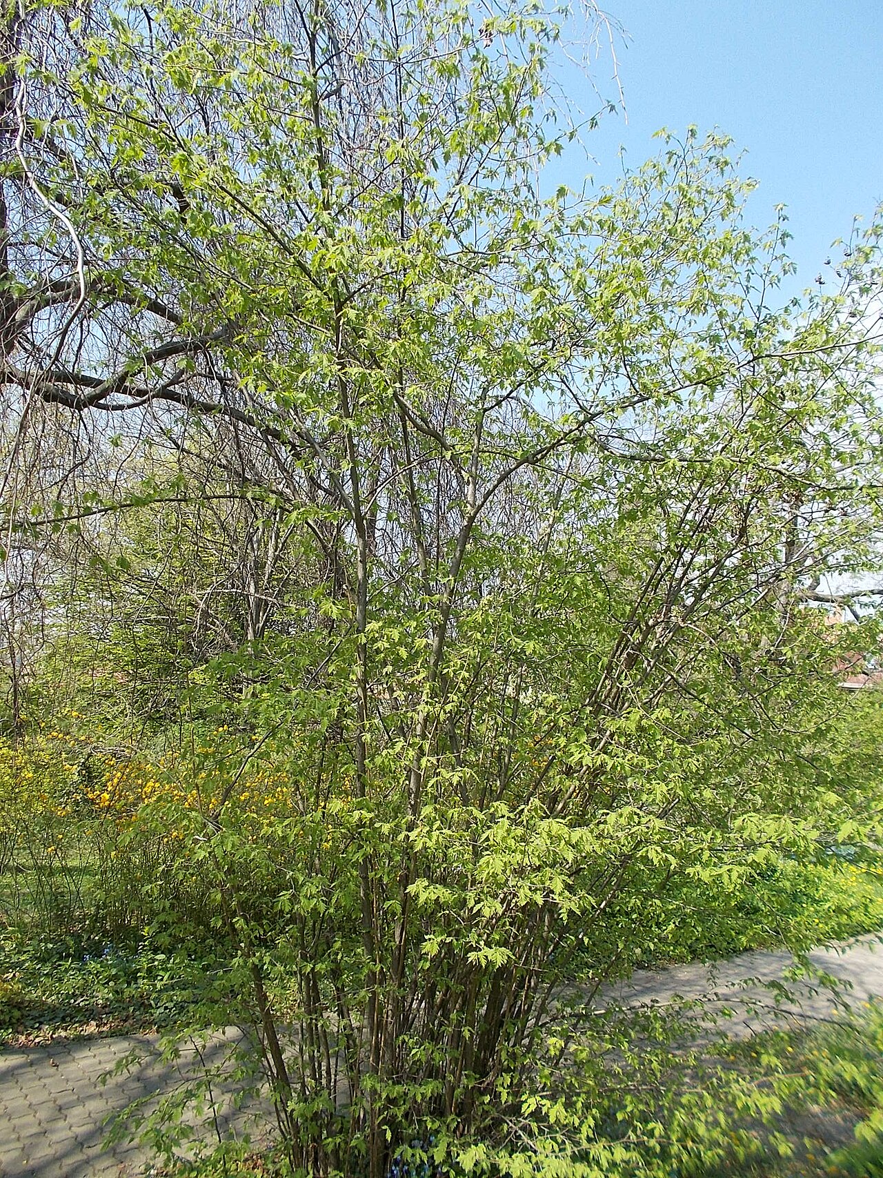Foto van Fijnbladige hazelaar ‘Heterophylla’
