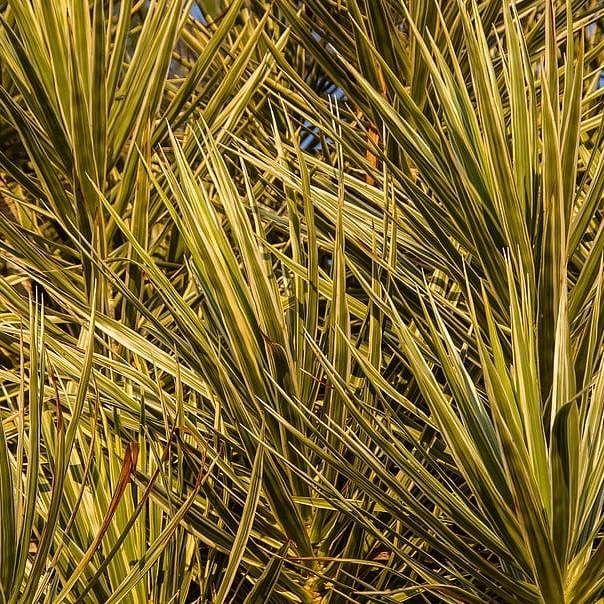 Foto van Koolpalm ‘Torbay Dazzler’