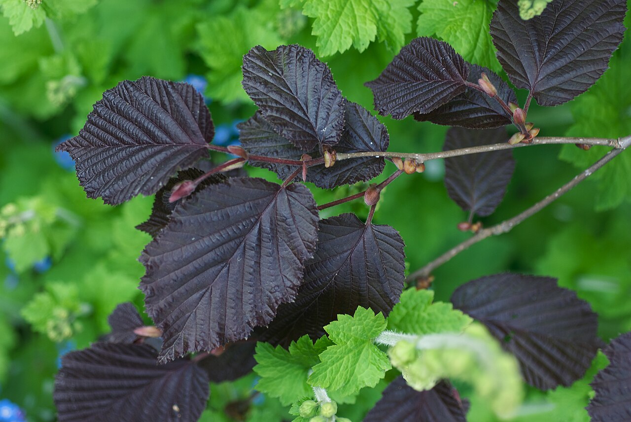 Foto van Bruine hazelaar ‘Purpurea’