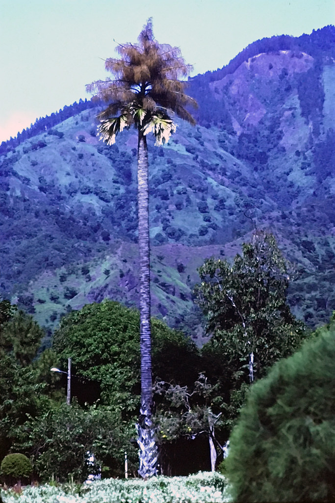 Foto van Parasolwaaierpalm
