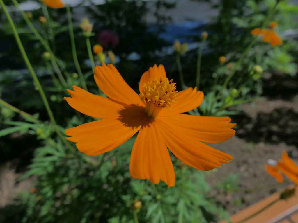 Foto van Gele cosmea