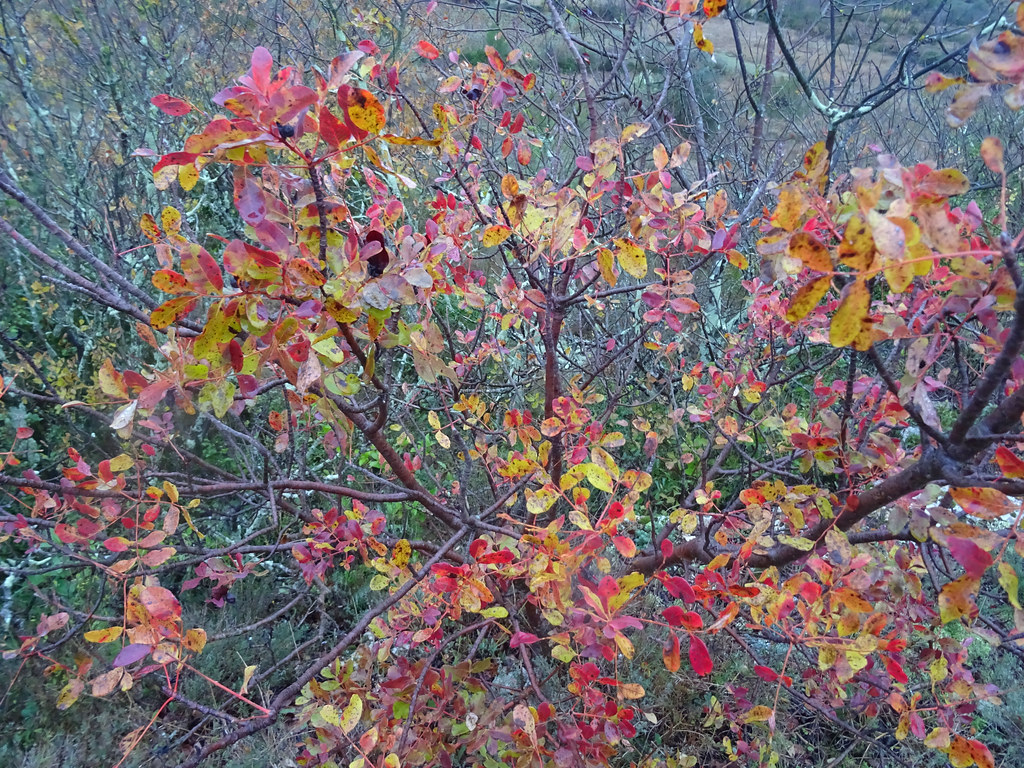 Foto van Grootbladige pruikenboom