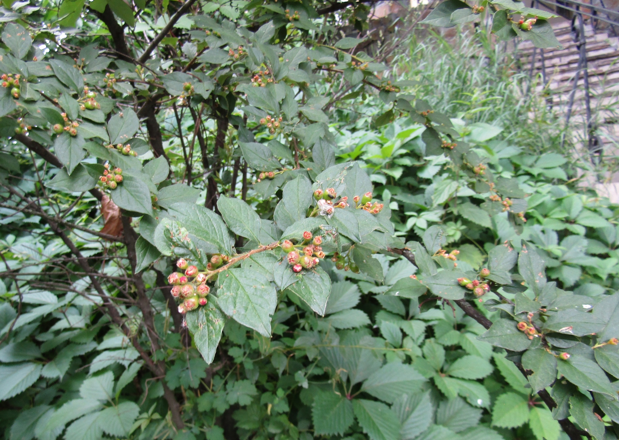 Foto van Grote boogcotoneaster