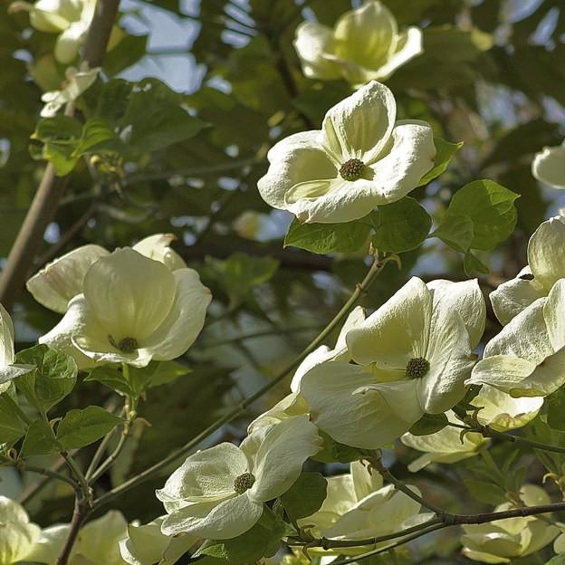 Foto van Kornoelje s White Wonder ‘Eddie's White Wonder’