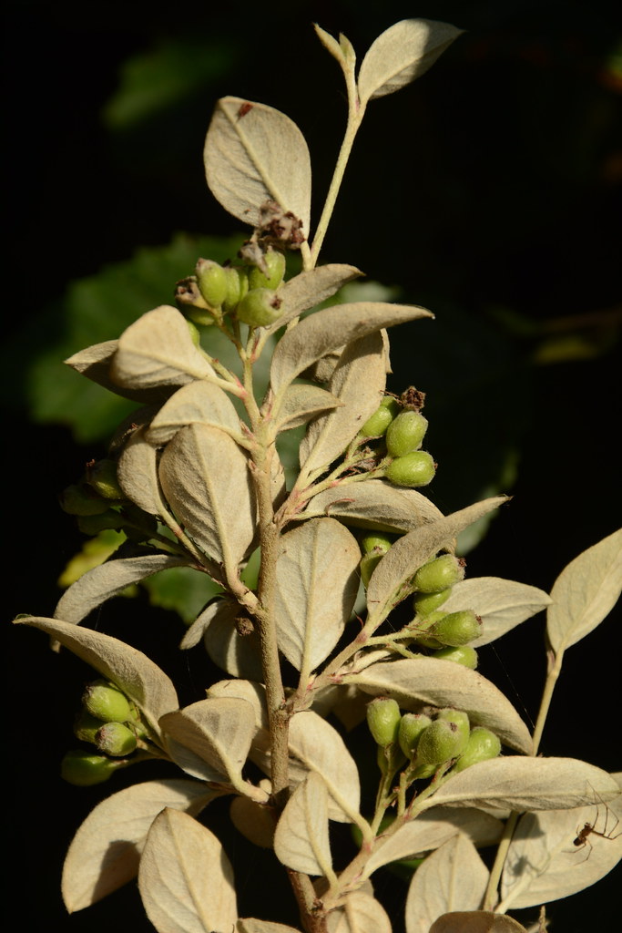 Foto van Franchets cotoneaster
