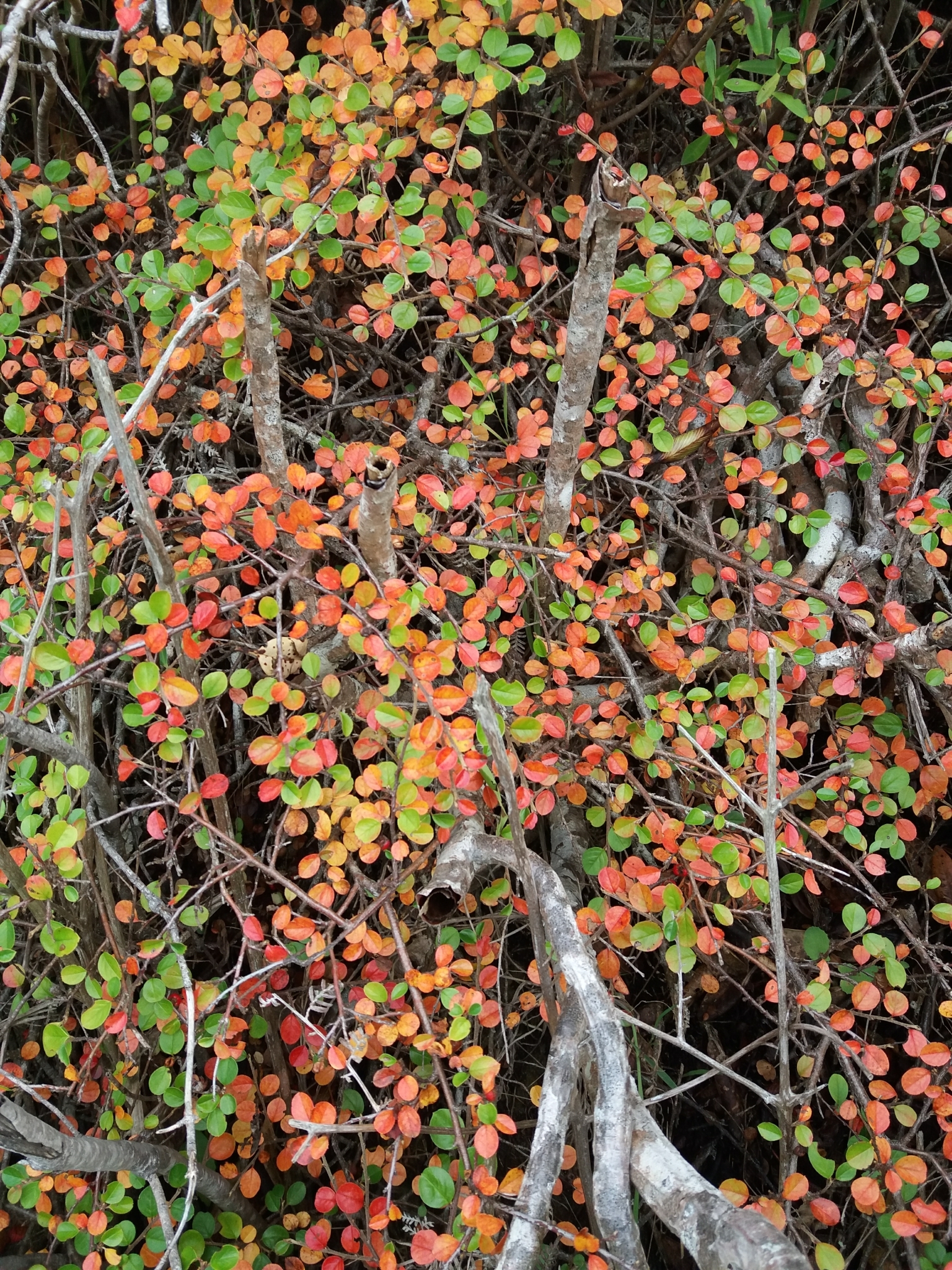 Foto van Ronde cotoneaster
