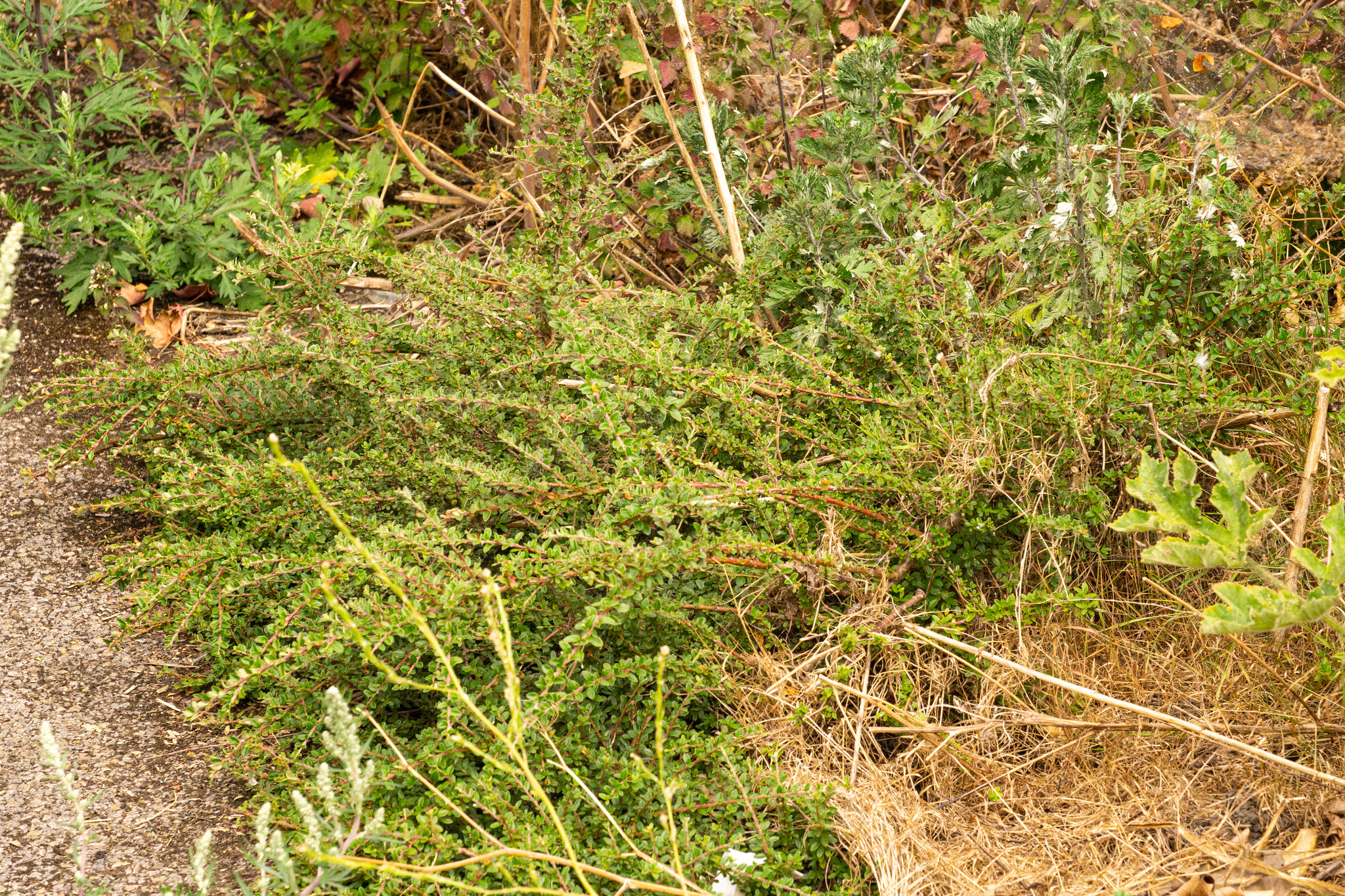 Foto van Kleinbladige cotoneaster