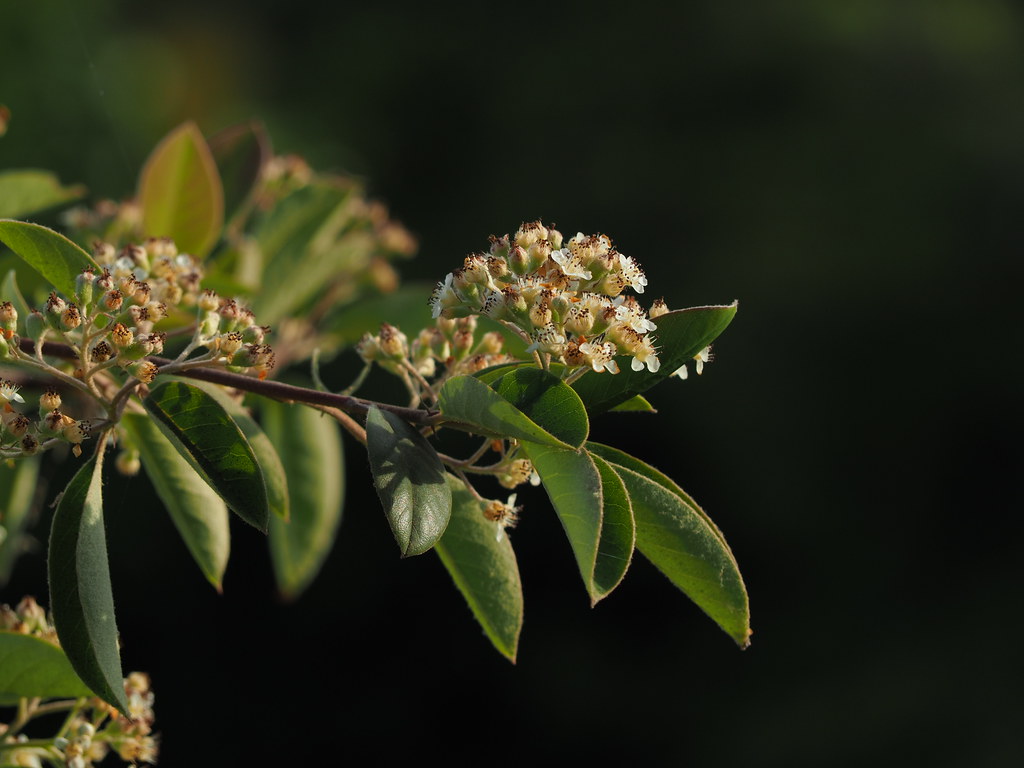 Foto van Grootbladige cotoneaster