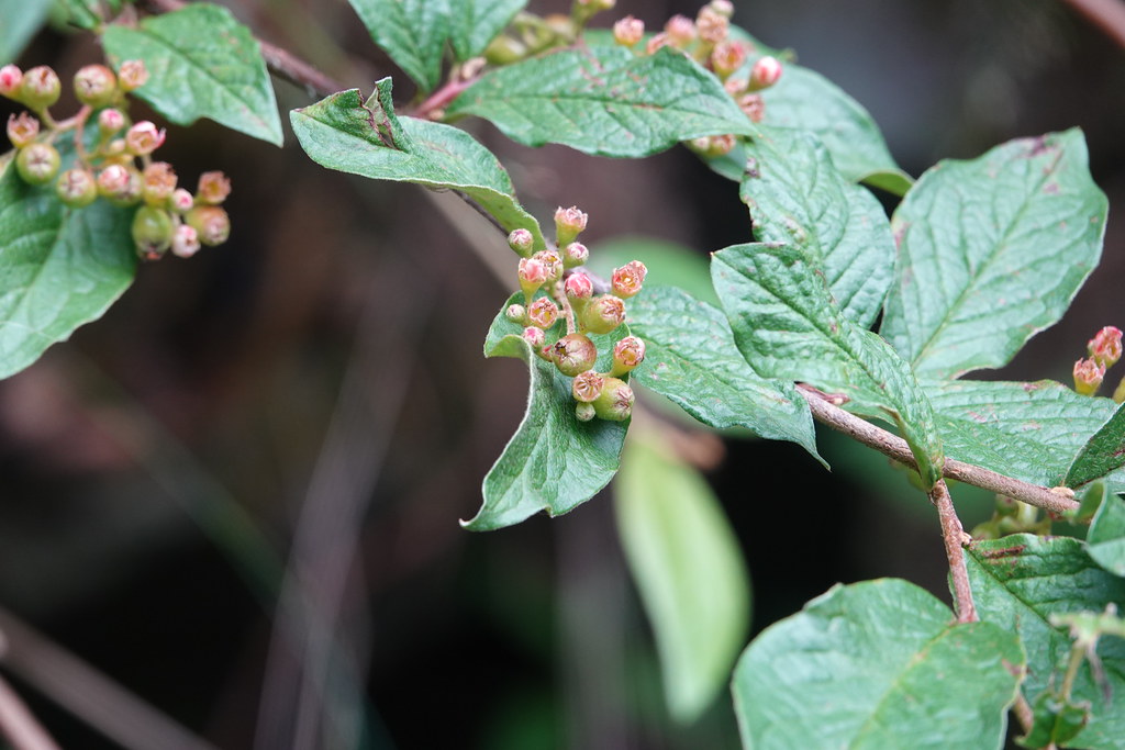 Foto van Rimpelige cotoneaster