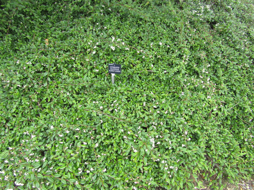 Foto van Wilgbladige cotoneaster