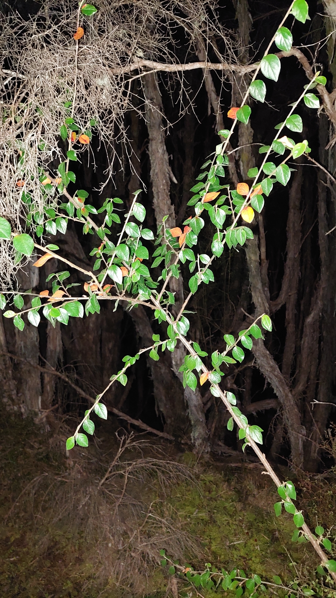 Foto van Himalaya-cotoneaster