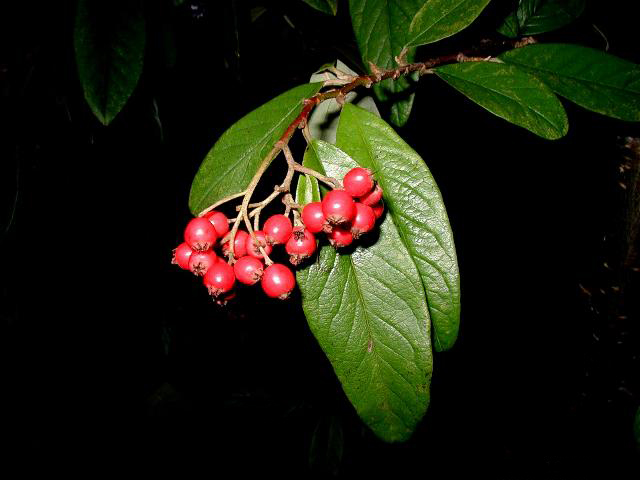 Foto van Schijn-boomcotoneaster