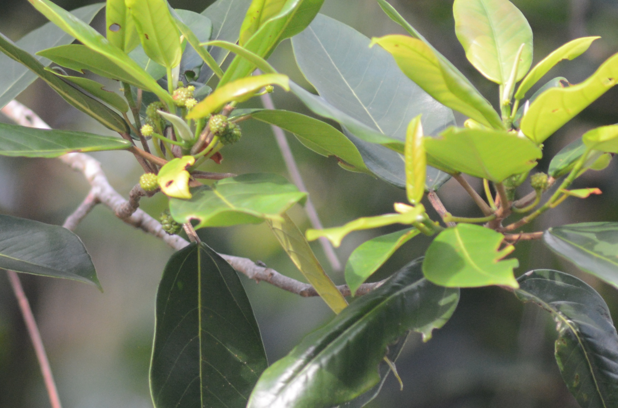 Foto van Indische vijgenboom
