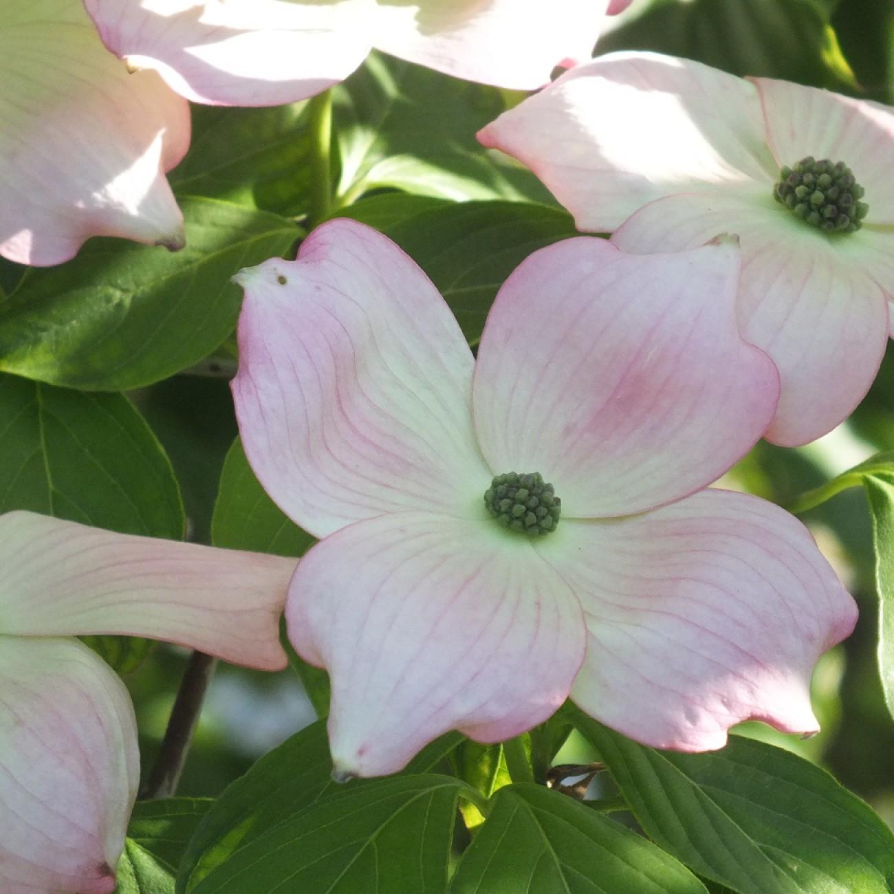 Foto van Kornoelje ‘Stellar Pink’