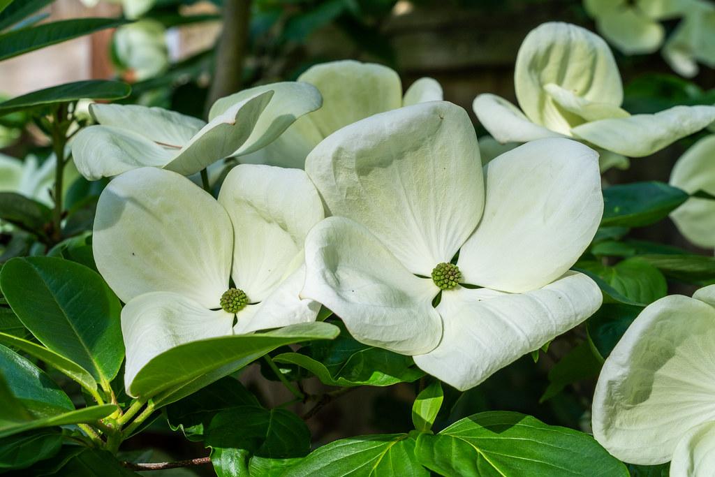 Foto van Kornoelje ‘Venus’