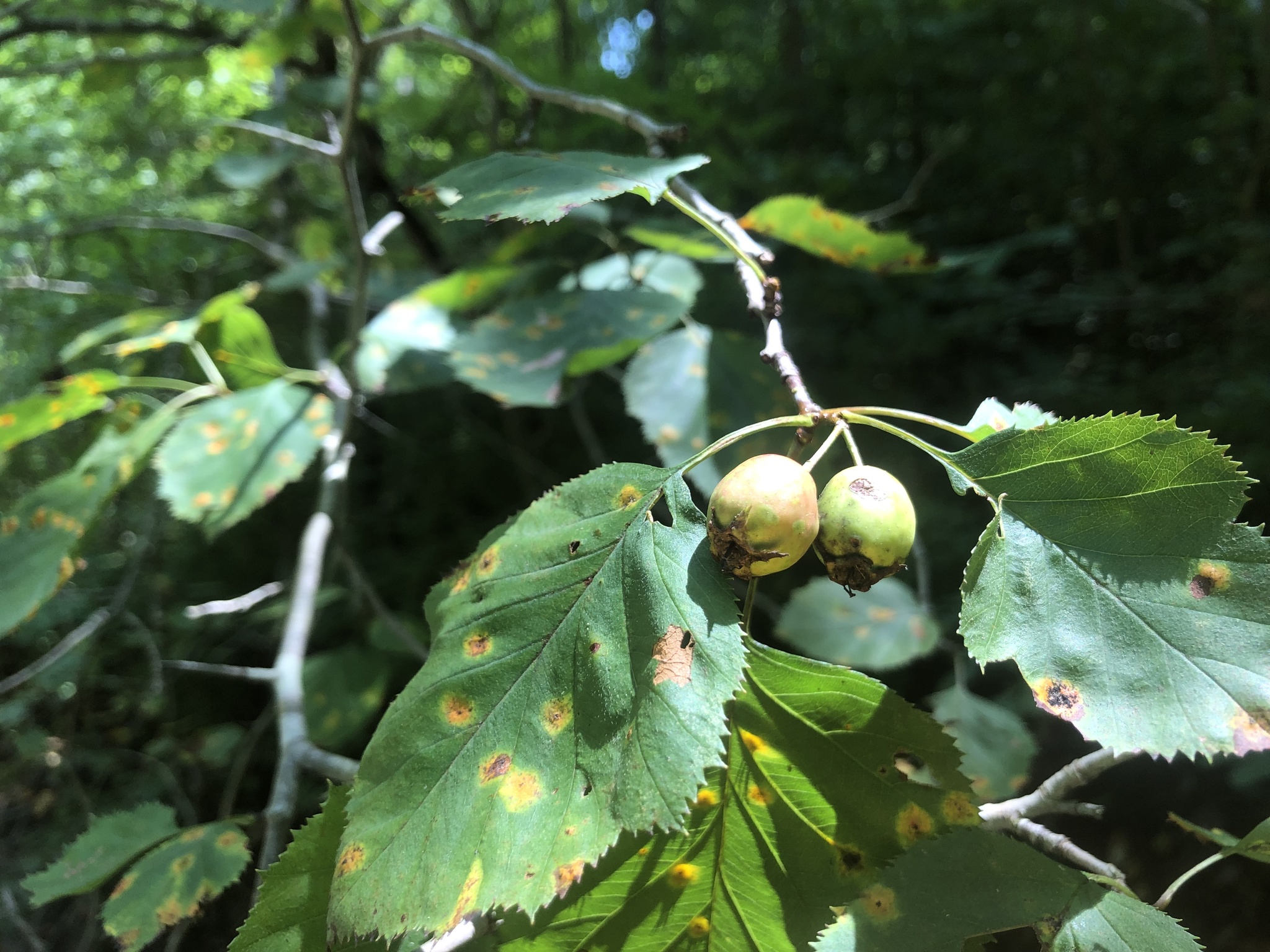 Foto van Scharlaken meidoorn