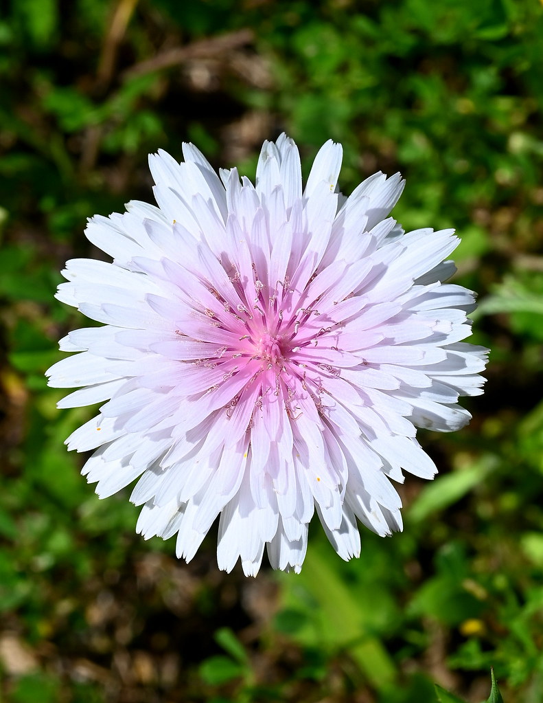 Foto van Rose streepzaad