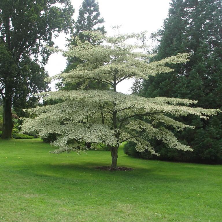 Foto van Pagodekornoelje ‘Argentea’