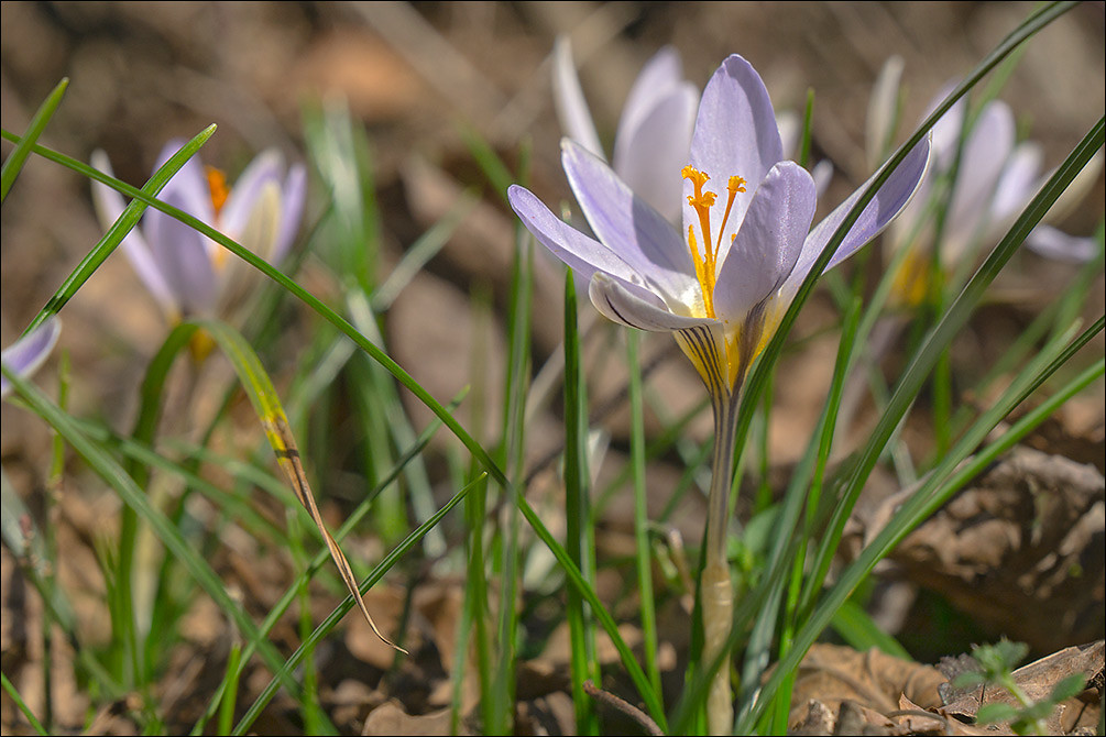 Foto van Schotse krokus