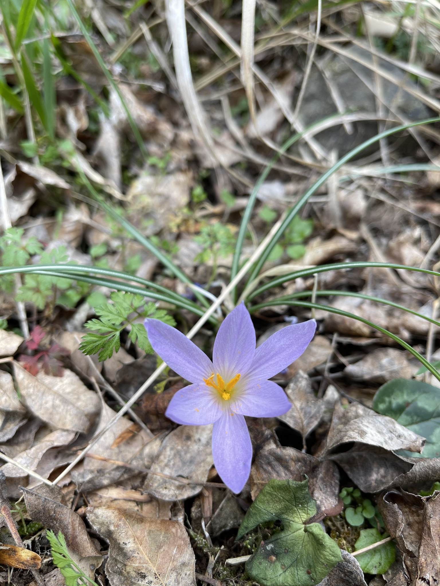 Foto van Italiaanse krokus