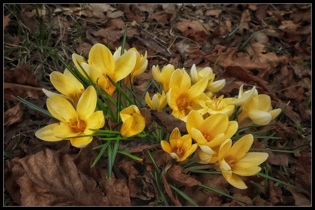 Foto van Gele krokus