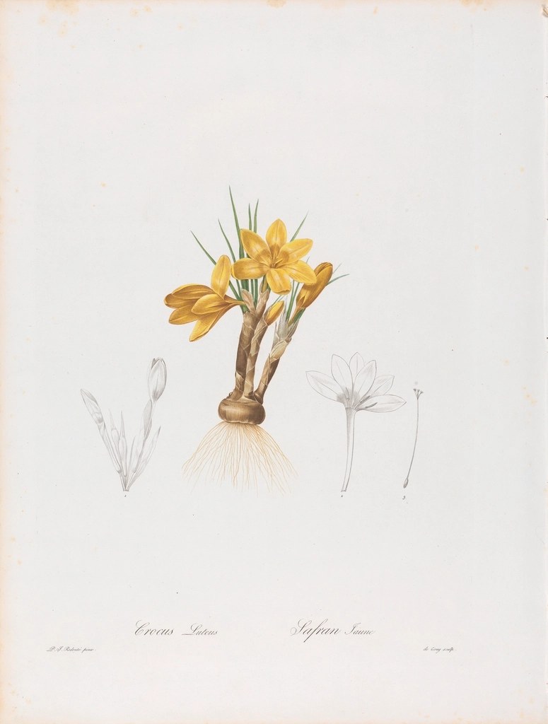 Foto van Gele krokus