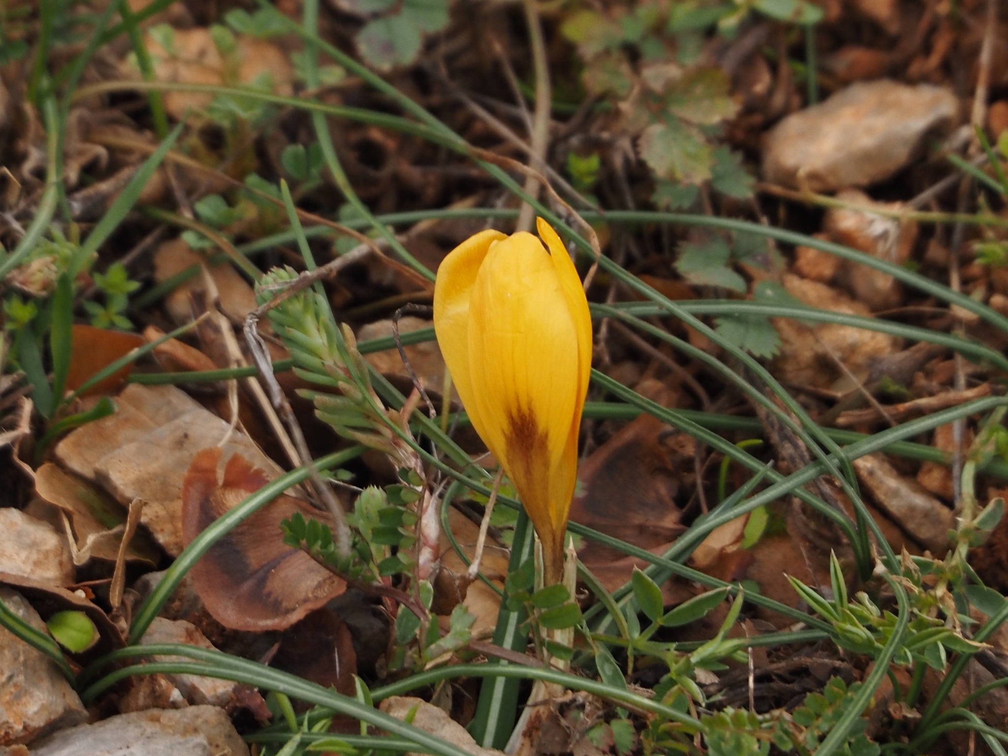 Foto van Balkankrokus